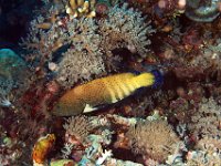 Peacock Groper Solomon